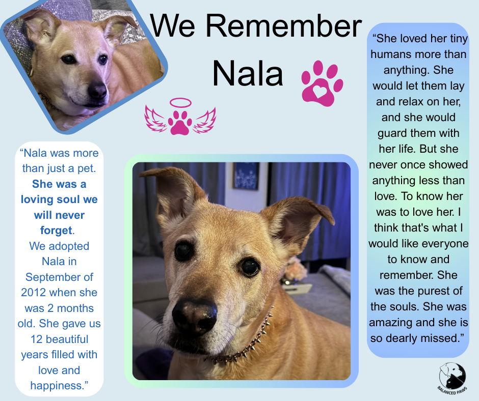 We Remember Nala