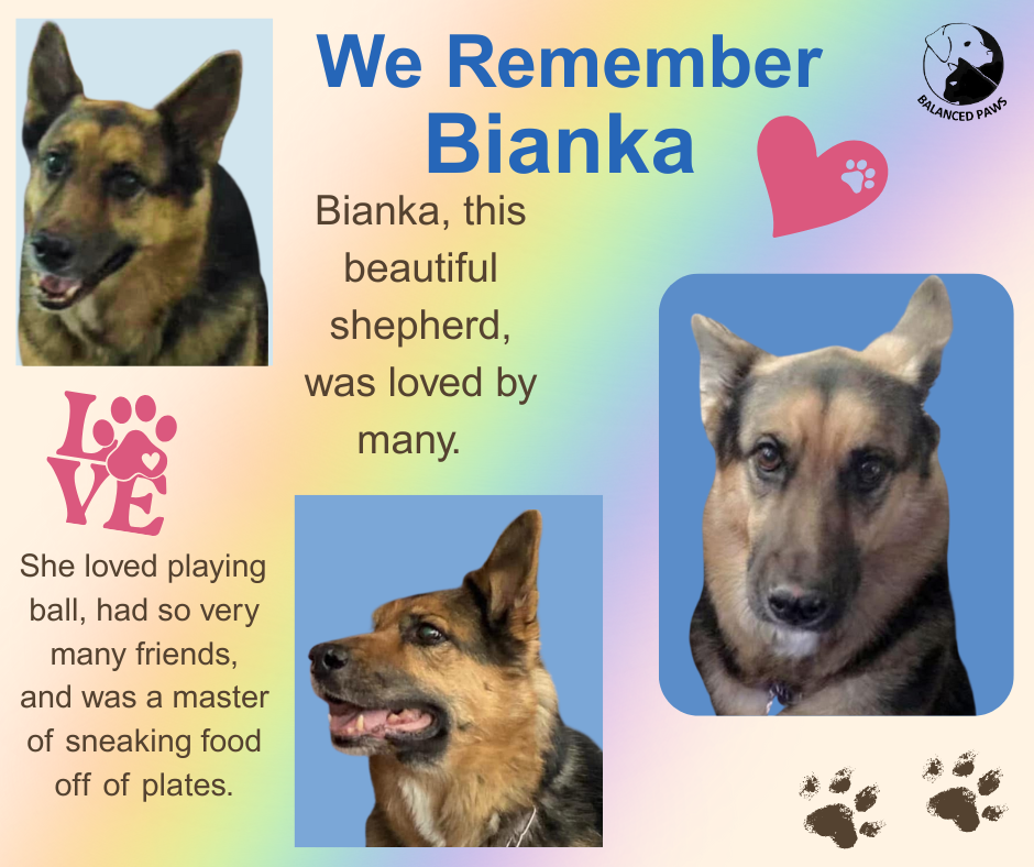 We Remember Bianka, a beautiful shepherd