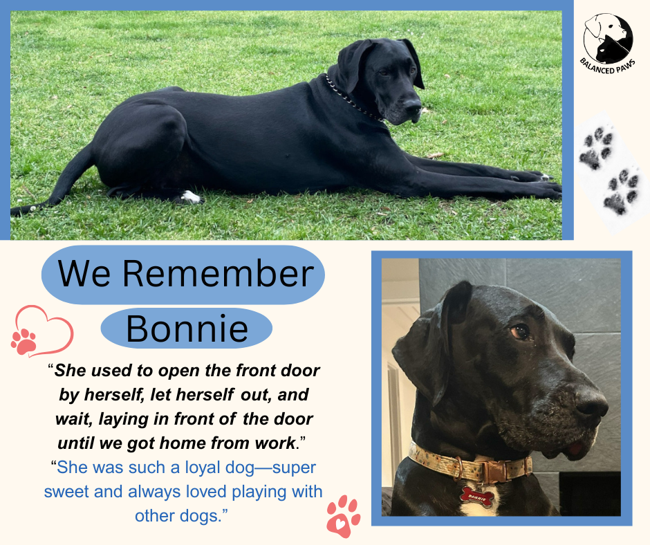 We remember Bonnie, a beautiful black great dane