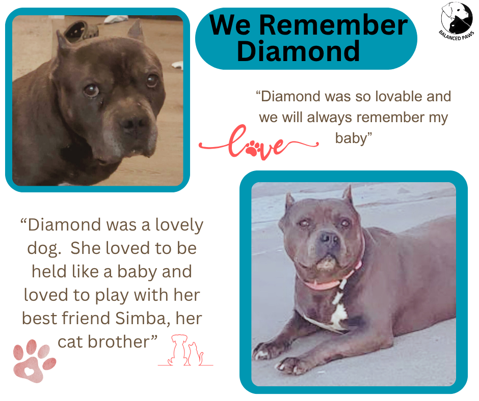 We remember Diamond, a loveable pitty