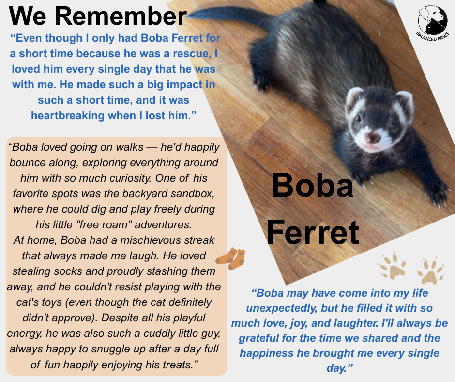 We Remember Boba Ferret