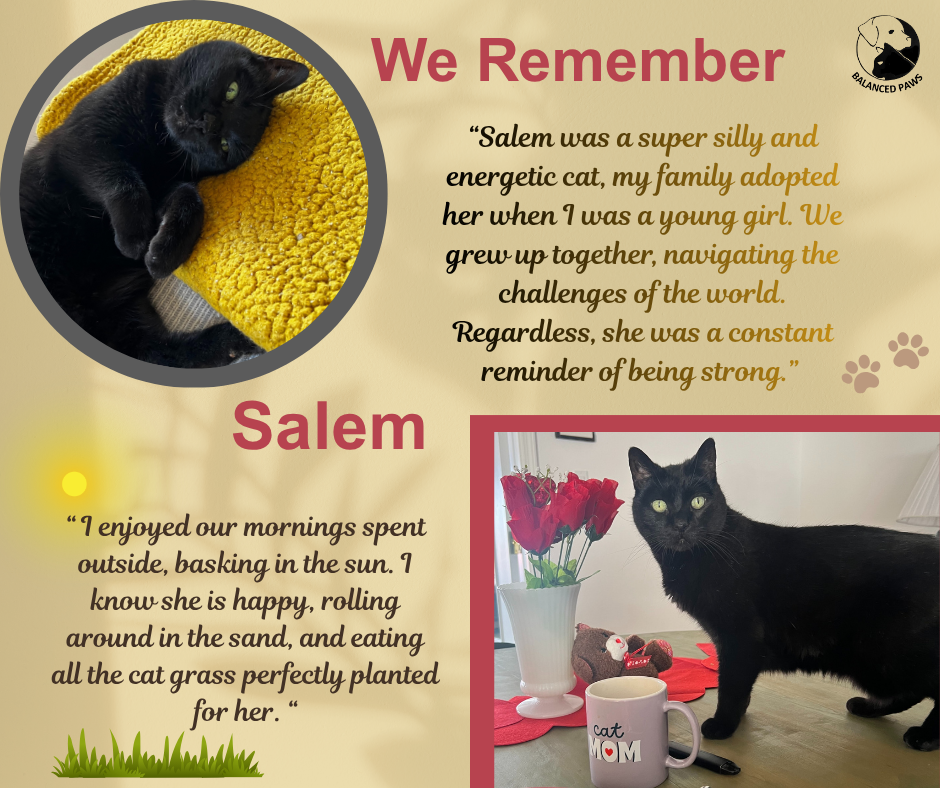 We Remember Salem, a beautiful black cat