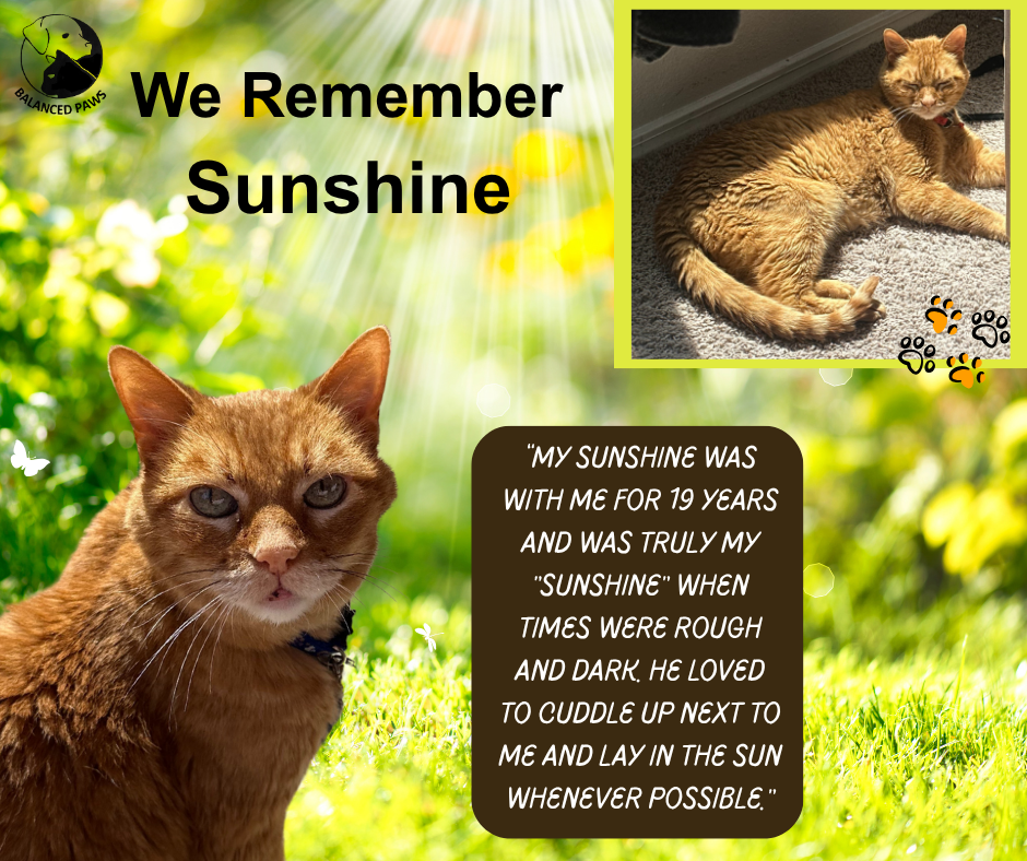 We remember Sunshine, an orange cat